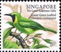 Lesser Green Leafbird (Chloropsis cyanopogon)