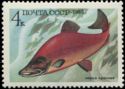 Sockeye Salmon (Oncorhynchus nerka)