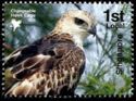 Changeable Hawk Eagle (Nisaetus cirrhatus)