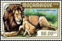 Panthera leo melanochaita
