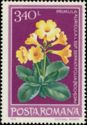 Primula (Primula auricula L. subsp. serratifolia)
