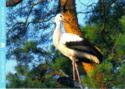 White Stork (Ciconia ciconia)