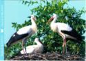 White Stork (Ciconia ciconia)