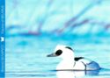 Smew (Mergellus (Mergus) albellus)