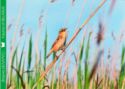 Aquatic Warbler (Acrocephalus paludicola)