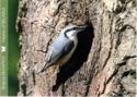 Nuthatch (Sitta europaea)