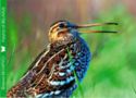 Great Snipe (Gallinago Media)