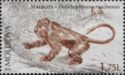 Prehistoric Monkey (Dolichopithecus ruscinenis)