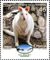Albino Red-necked Wallaby (Macropus rufogriseus)