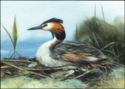 Great Crested Grebe (Podiceps cristatus)