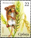 Eurasian Harvest Mouse (Micromys minutus)