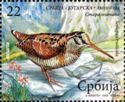Eurasian Woodcock (Scolopax rusticola)