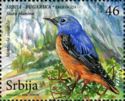 Common Rock Thrush (Monticola saxatilis)