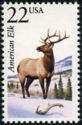 American Elk (Cervus canadensis)