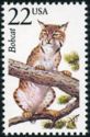Bobcat (Lynx rufus)