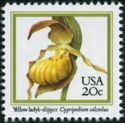 Yellow Lady's-slipper Orchid (Cypripedium calceolus)