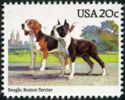Beagle and Boston Terrier