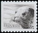 Harbour Seal (Phoca vitulina)
