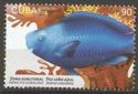 Blue parrotfish (Scarus coeruleus)