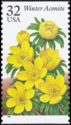Winter Aconite