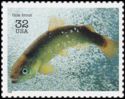 Gila Trout (Oncorhynchus gilae)
