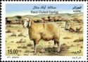 Ouled Djellal Sheep (Ovis aries)