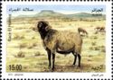 El Hamra Sheep (Ovis aries)
