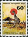 Giraffe (Giraffa camelopardalis)