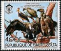 White-Backed Vulture (Gyps africanus)