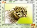 Fishing Cat (Prionailurus viverrinus) 