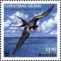 Male Christmas Island Frigatebird (Fregata andrewsi)