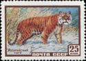 Siberian Tiger (Panthera tigris altaica)