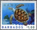 Hawksbill Turtle (Eretmochelys imbricata)