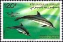 Spinner Dolphin (Stenella longirostris)