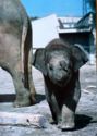 Baby Elephant