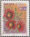 Botterblom (Gazania krebsiana) - Afrika Borwa