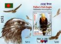 Pallas's Fish-Eagle (Haliaeetus leucoryphus)