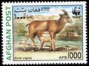 Afghan Urial (Ovis cycloceros)