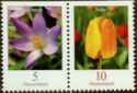 Crocus tommasiniamus-Crocus,Tulipa-Tulip