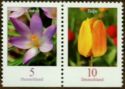 Crocus tommasiniamus-Crocus,Tulipa-Tulip