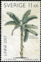Linné (1707-2007). Banan - Musa paradisiaca