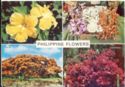 Philippine Flowers