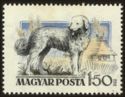 Kuvasz Sheepdog (Canis lupus familiaris), Cottage