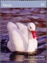 Coscoroba swan (Coscoroba coscoroba)