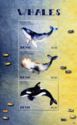Whales