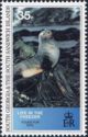 Antarctic Fur Seal (Arctocephalus gazella)
