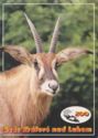 ZOO Dvůr Králové. Antelope