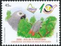 Grey Parrot (Psittacus erithacus)