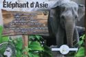 Asian Elephant
