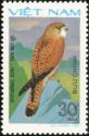 Common Kestrel (Falco tinnunculus)